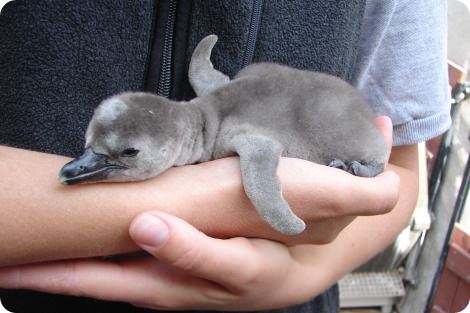 Московский зоопарк показал новорожденных пингвинов
